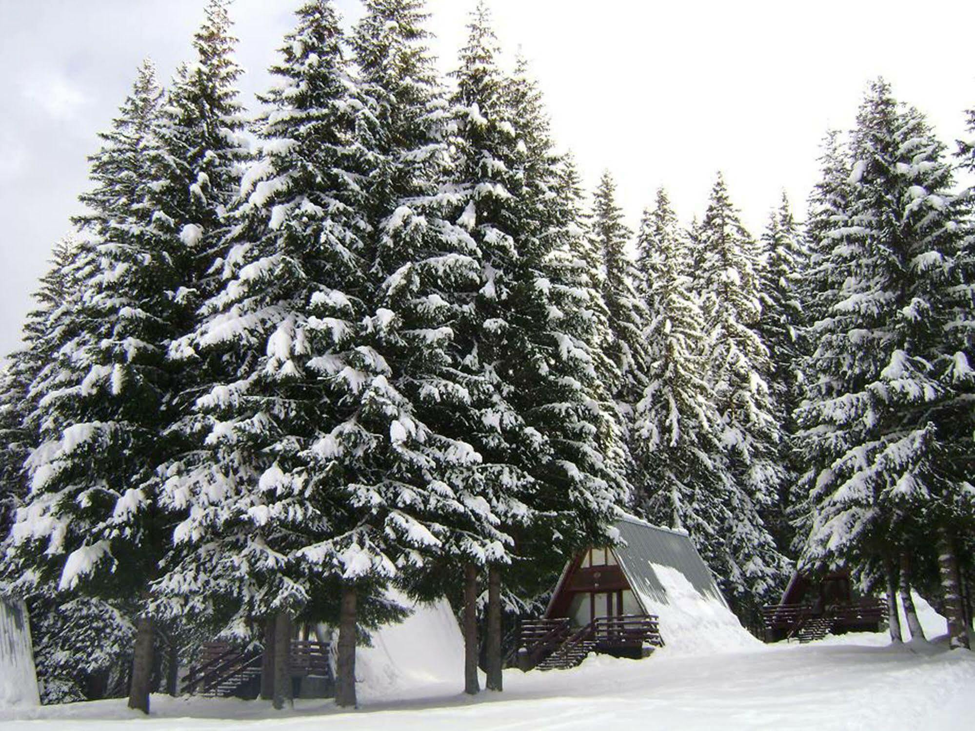 Villa Complex Malina Pamporovo Extérieur photo